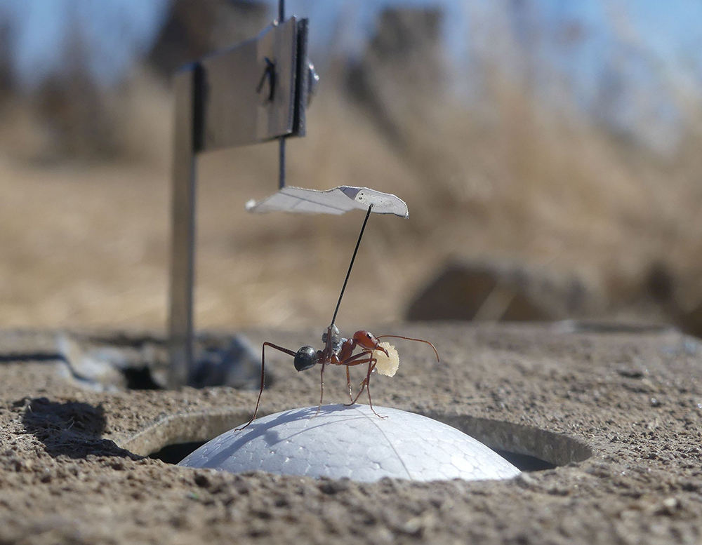 Fourmi Cataglyphis velox portant de la nourriture positionnée dans le système de réalité virtuelle.  Crédit : Antoine Wystrach