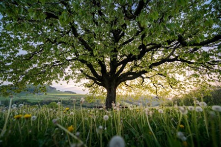 Journée de conférences autour du changement climatique, de l’érosion de la biodiversité et de la diminution des ressources naturelles